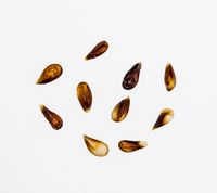 Antonovka Safrannoje æblekerner